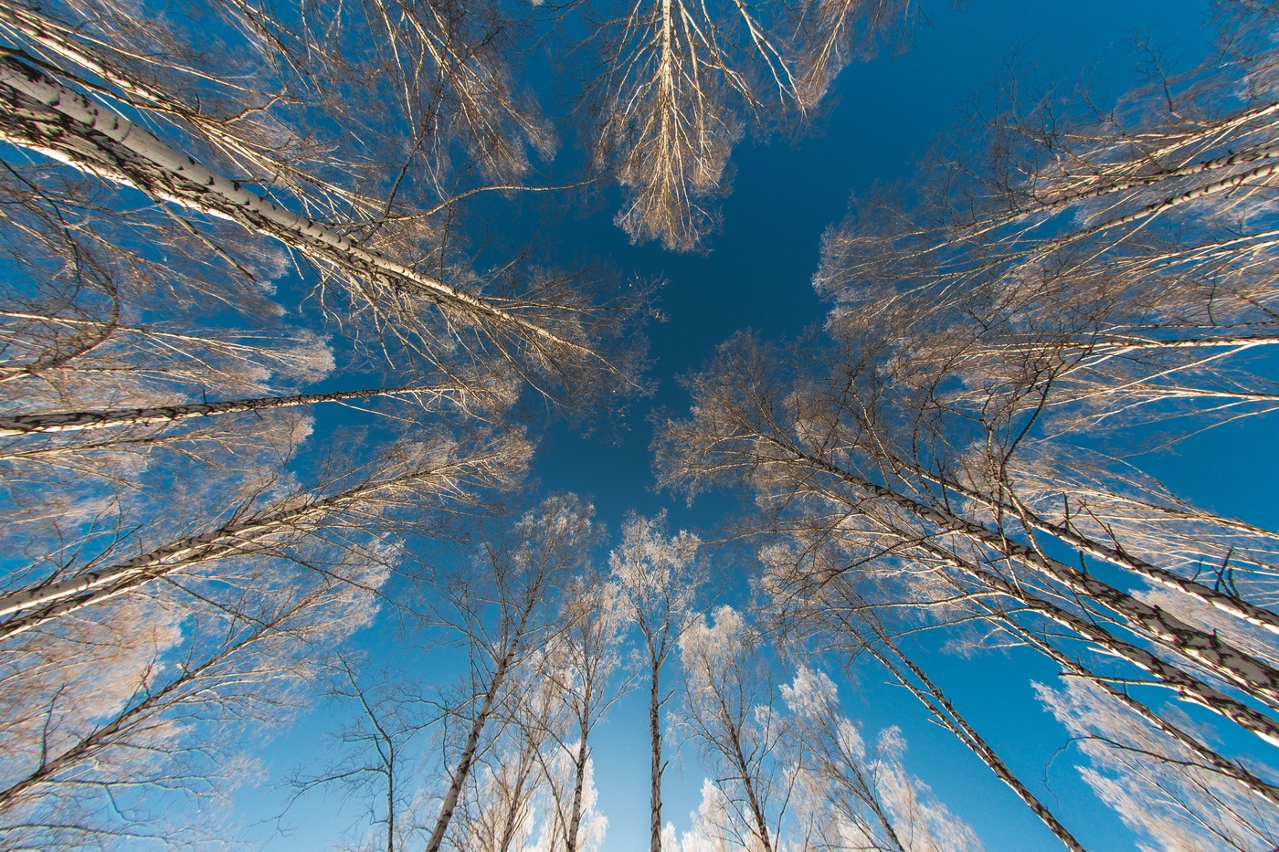Верхушки деревьев