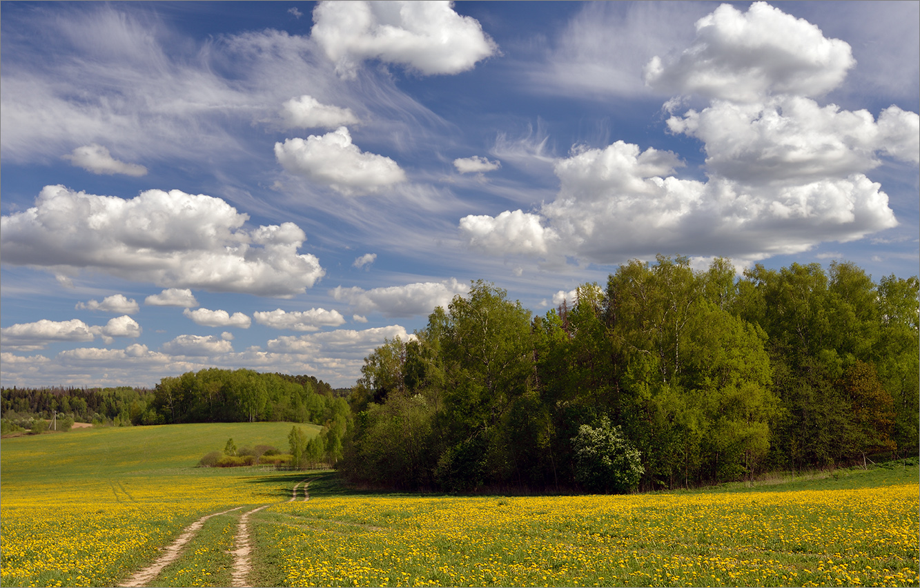 Весенние перелески