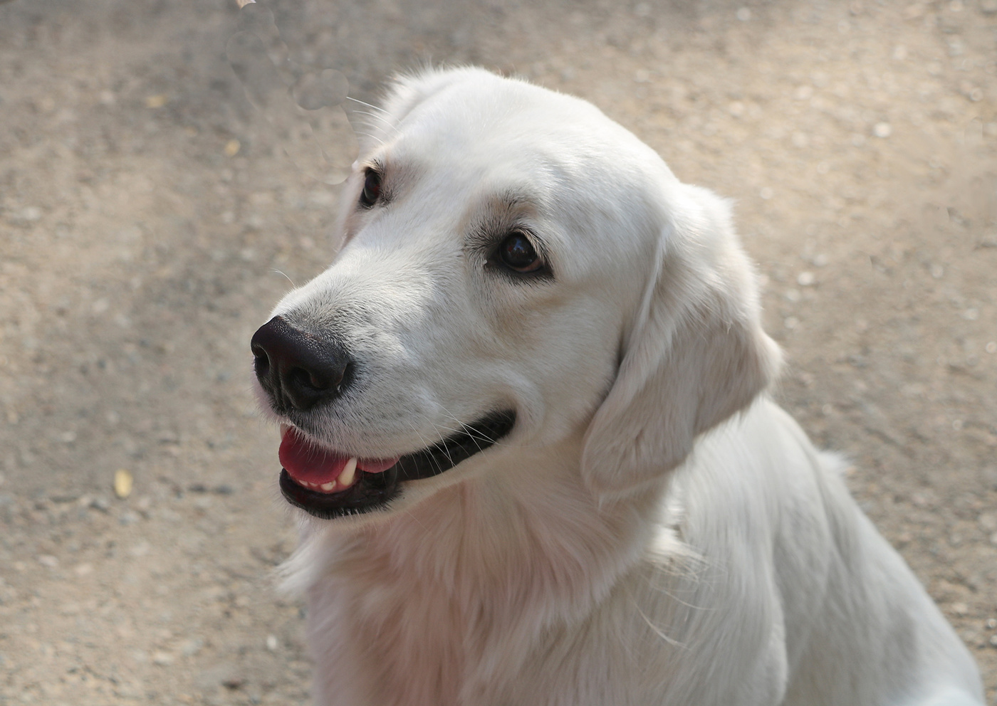 Собака-улыбака