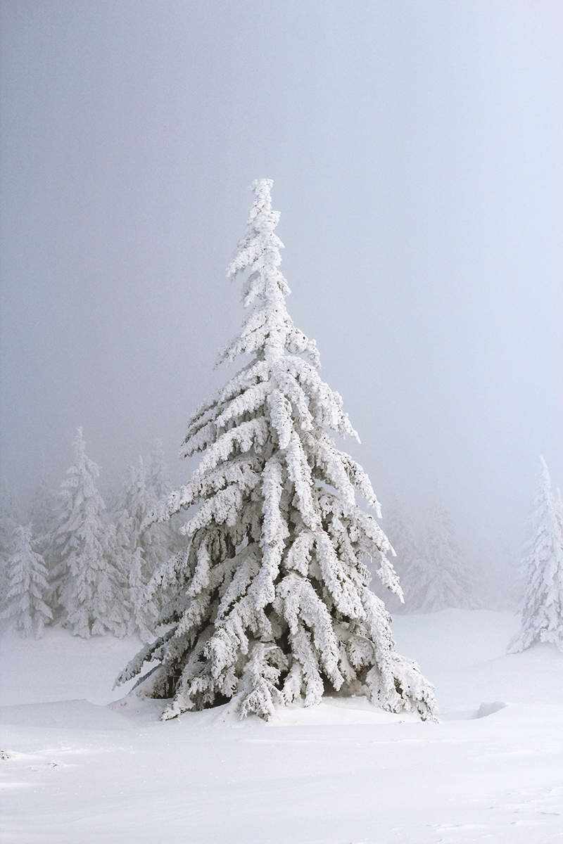 В лесу родилась елочка...