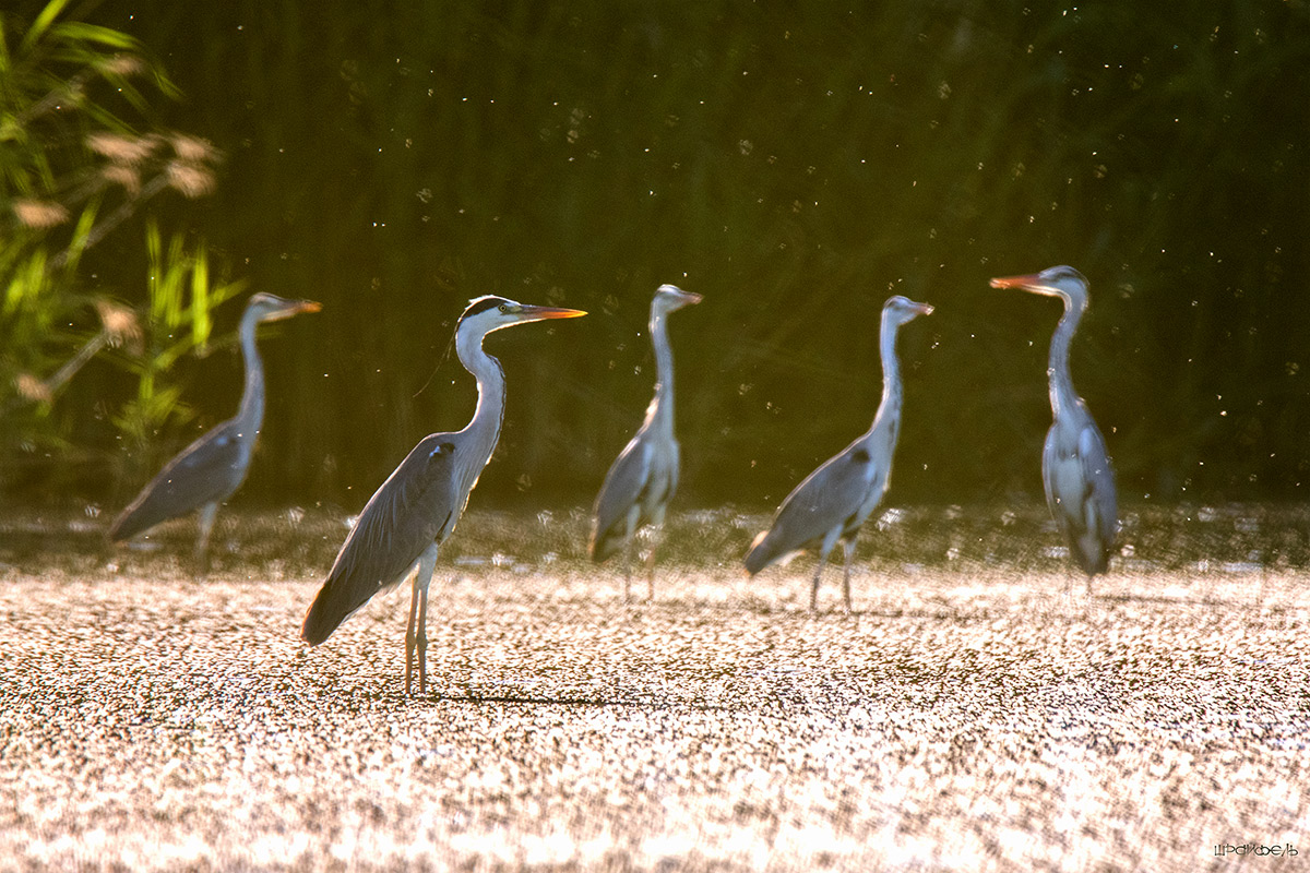 Пять цапель и мошкара