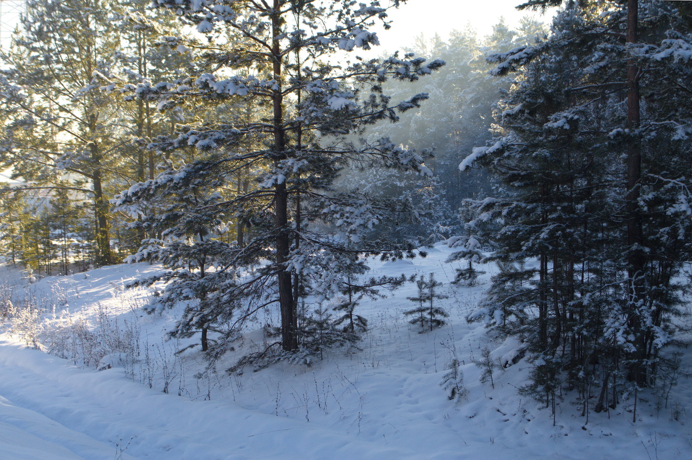 утро в лесу