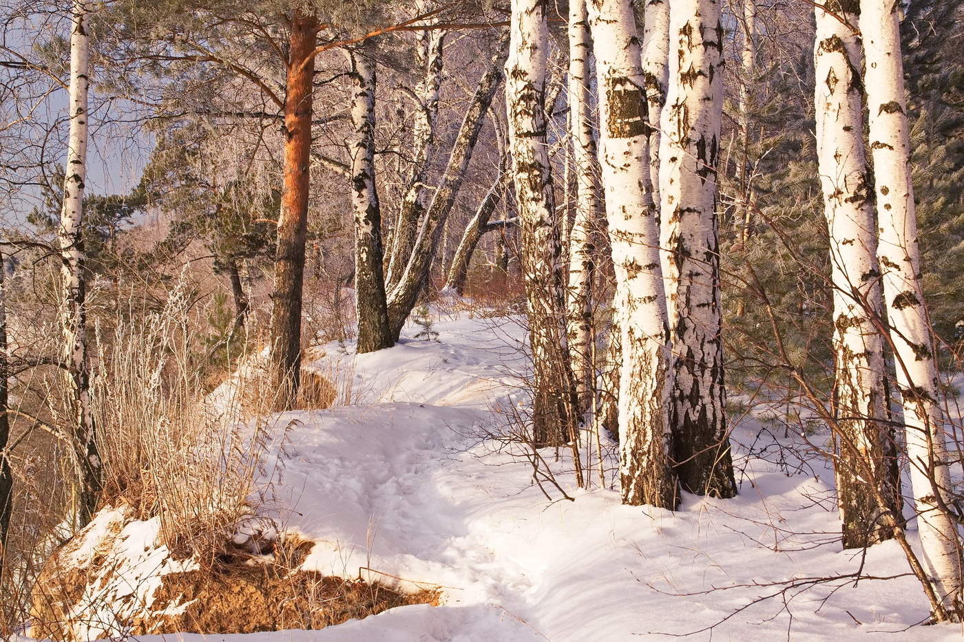 МОРОЗНЫМ ДНЕМ