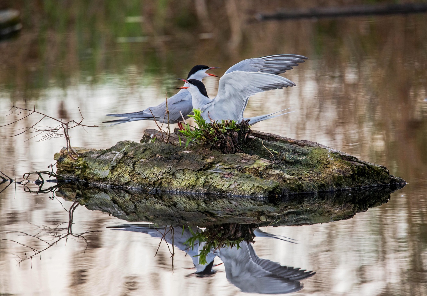 речные крачки