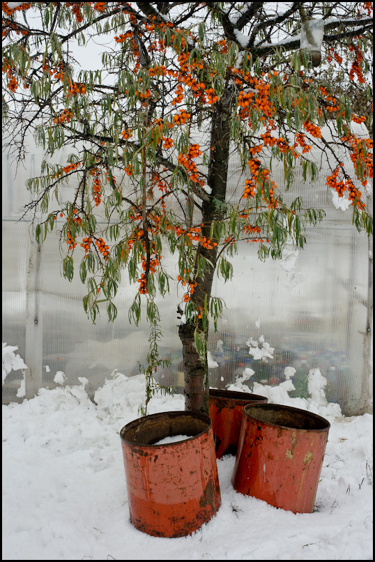 тропический коктейль