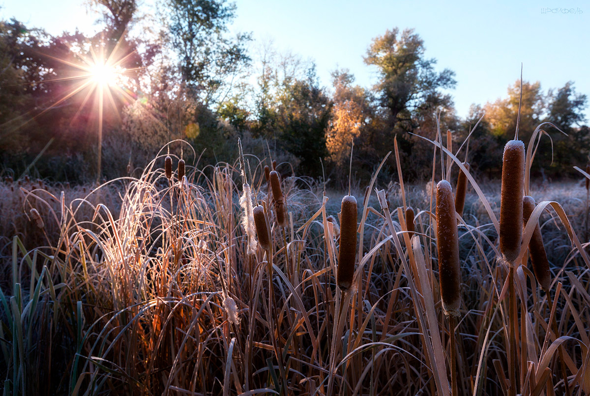 Прихватило инеем к утру