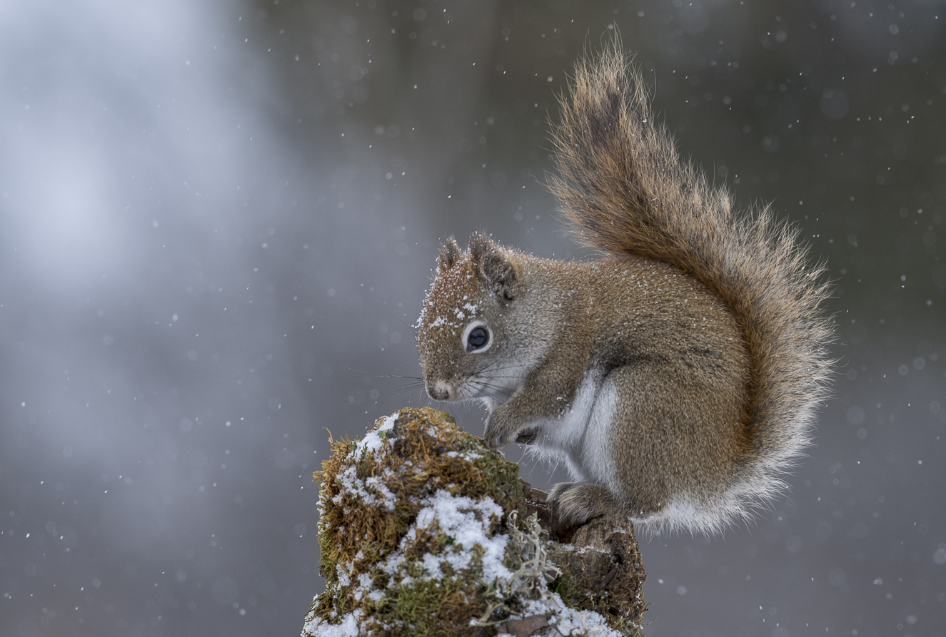 American red squirrel