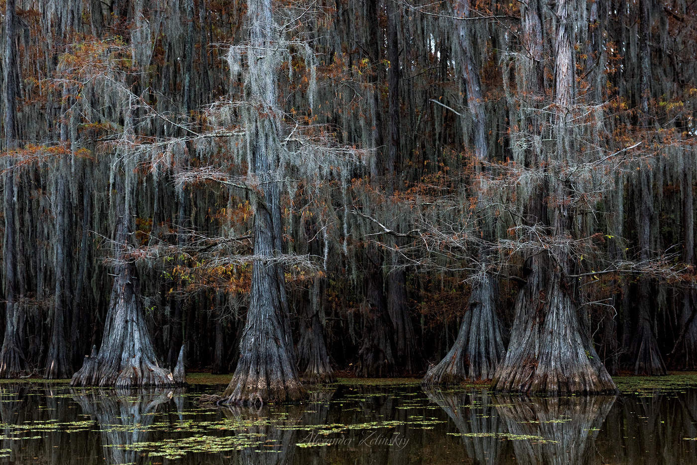 Патриархи болот