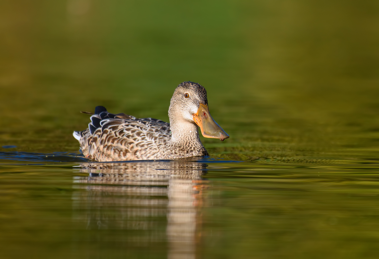 Northern shoveler~Широконоска