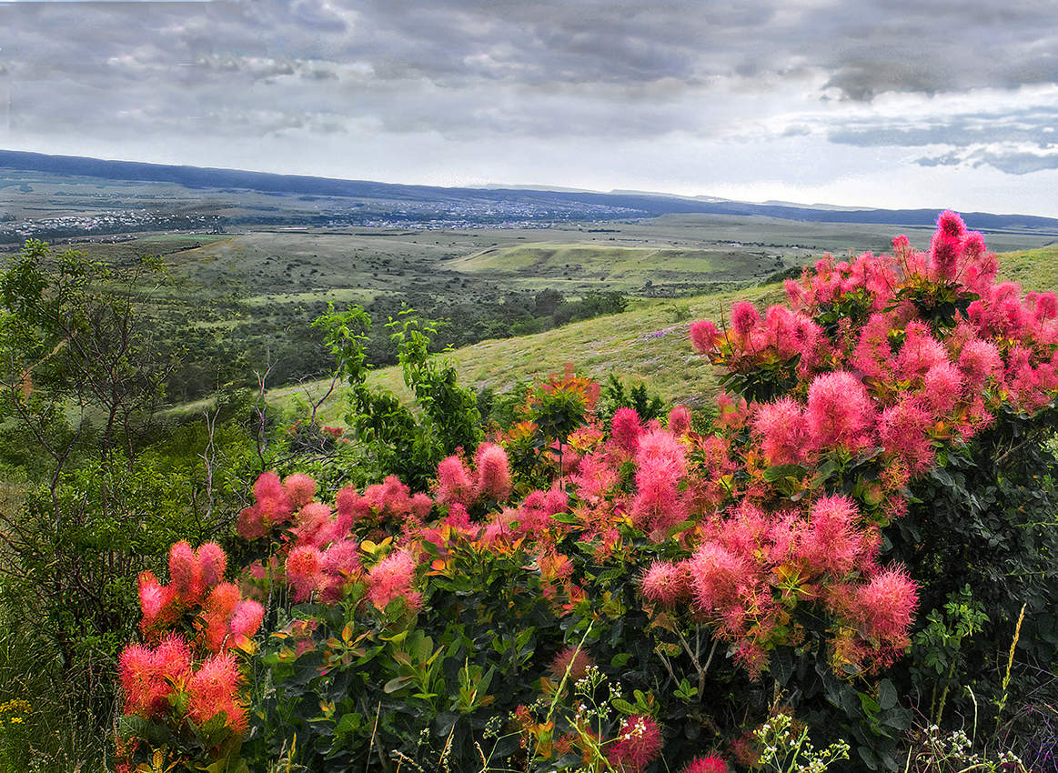 Кустарник зацвёл