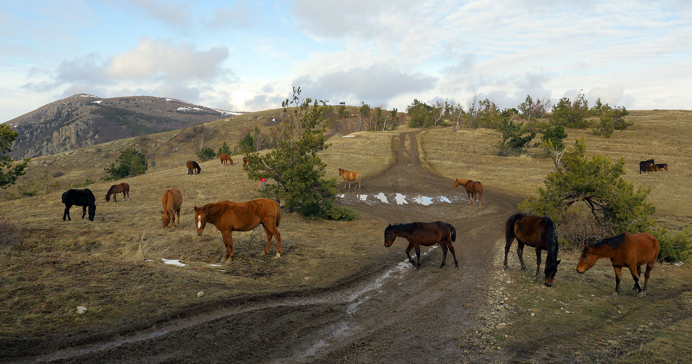 Лошади Демерджи