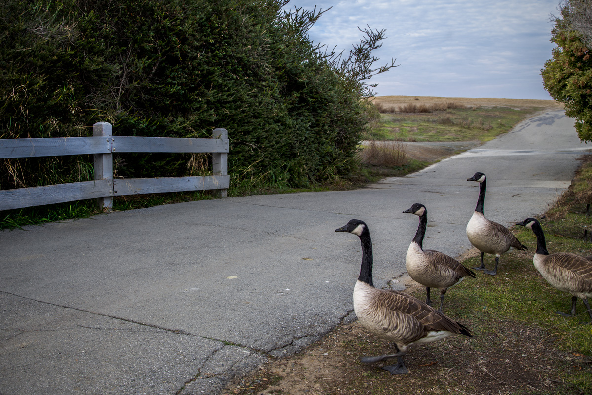 - Едут, едут!....