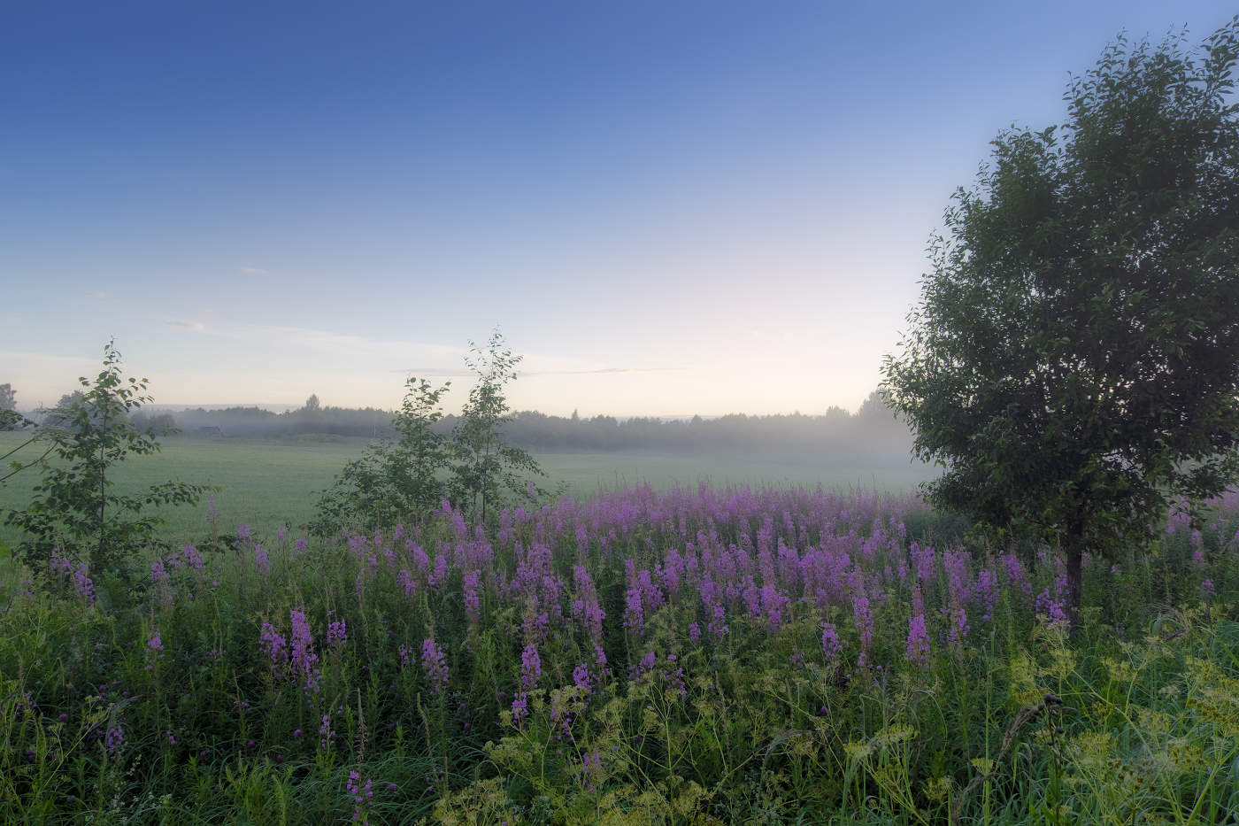 Рассветные туманы