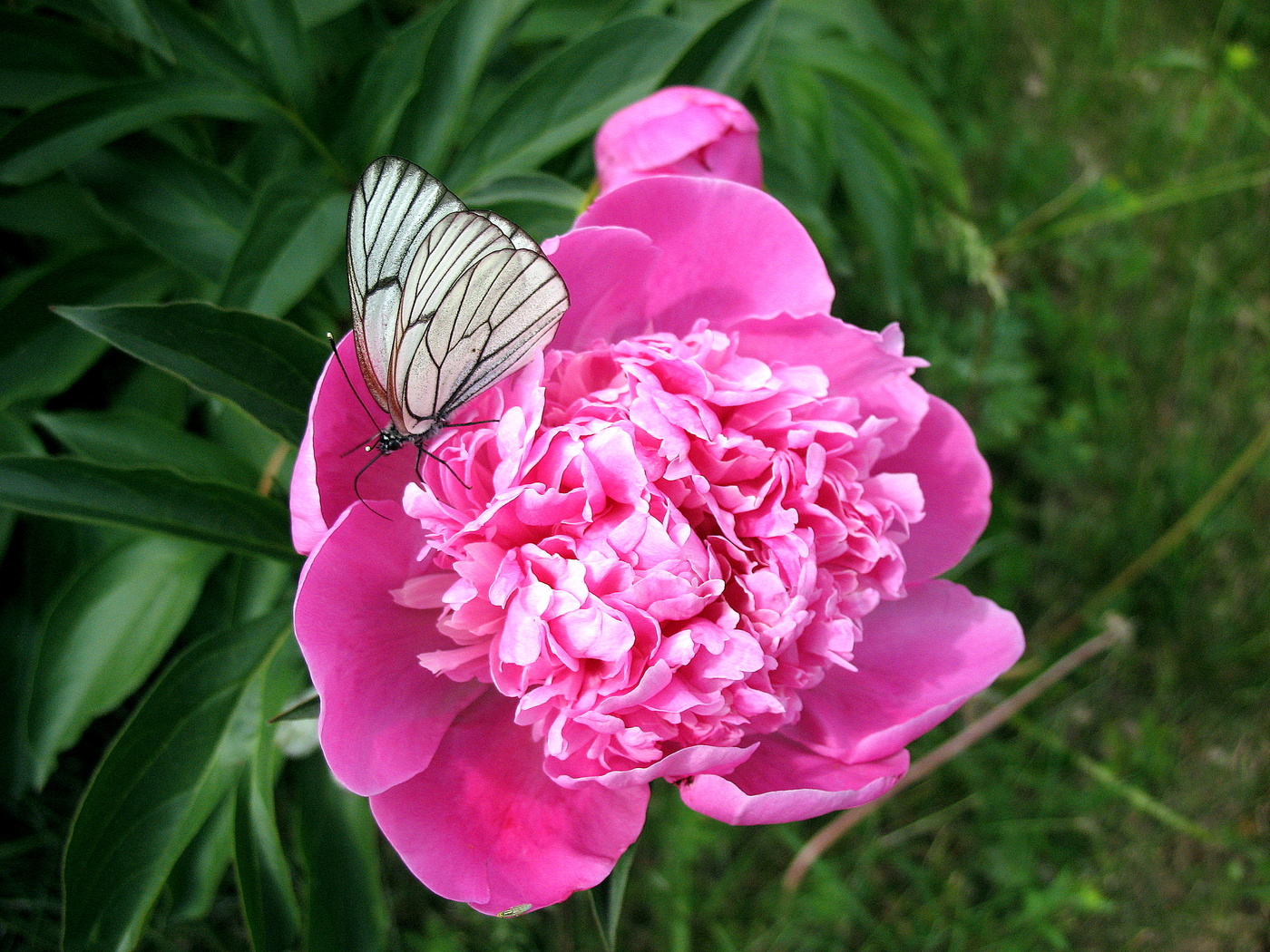 Пион с бабочкой.