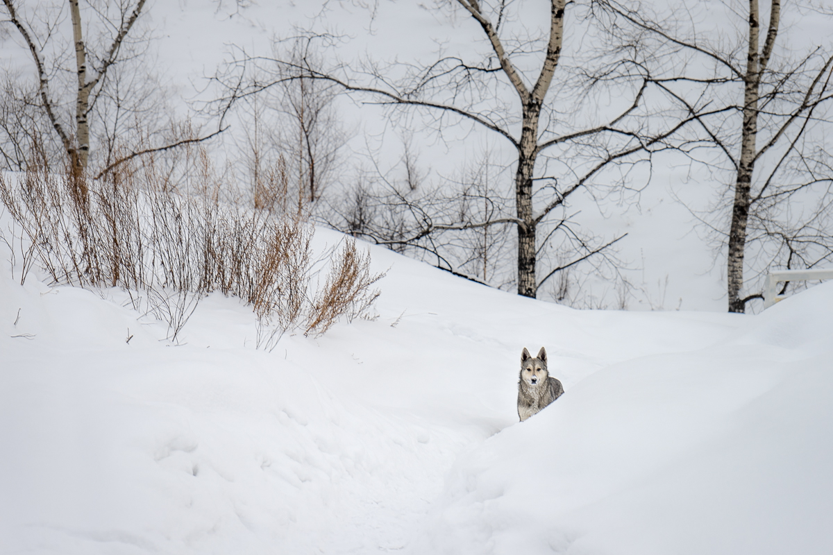 собака выглядака