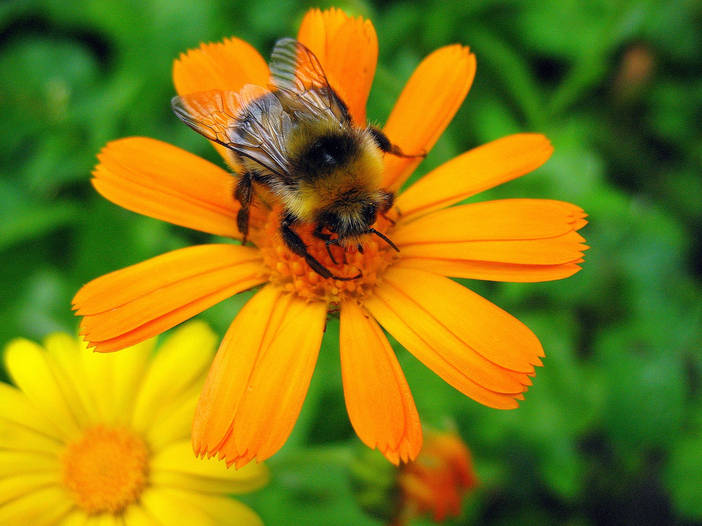 Приятного аппетита!