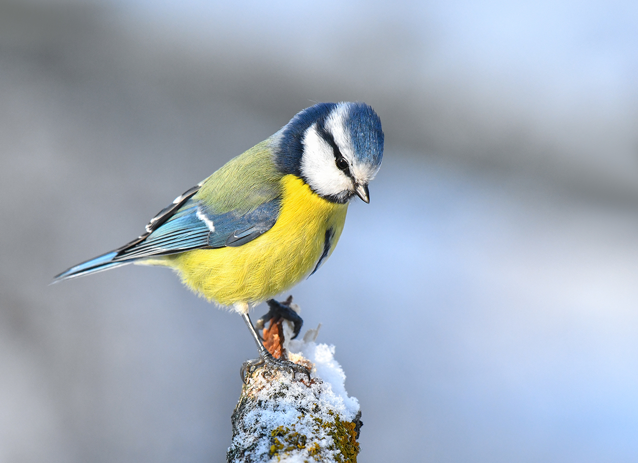 Редкий солнечный денёк