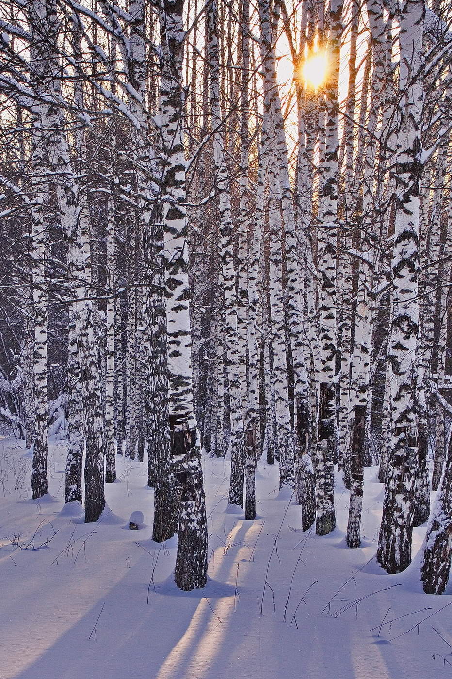 **СРЕДИ БЕРЁЗ*