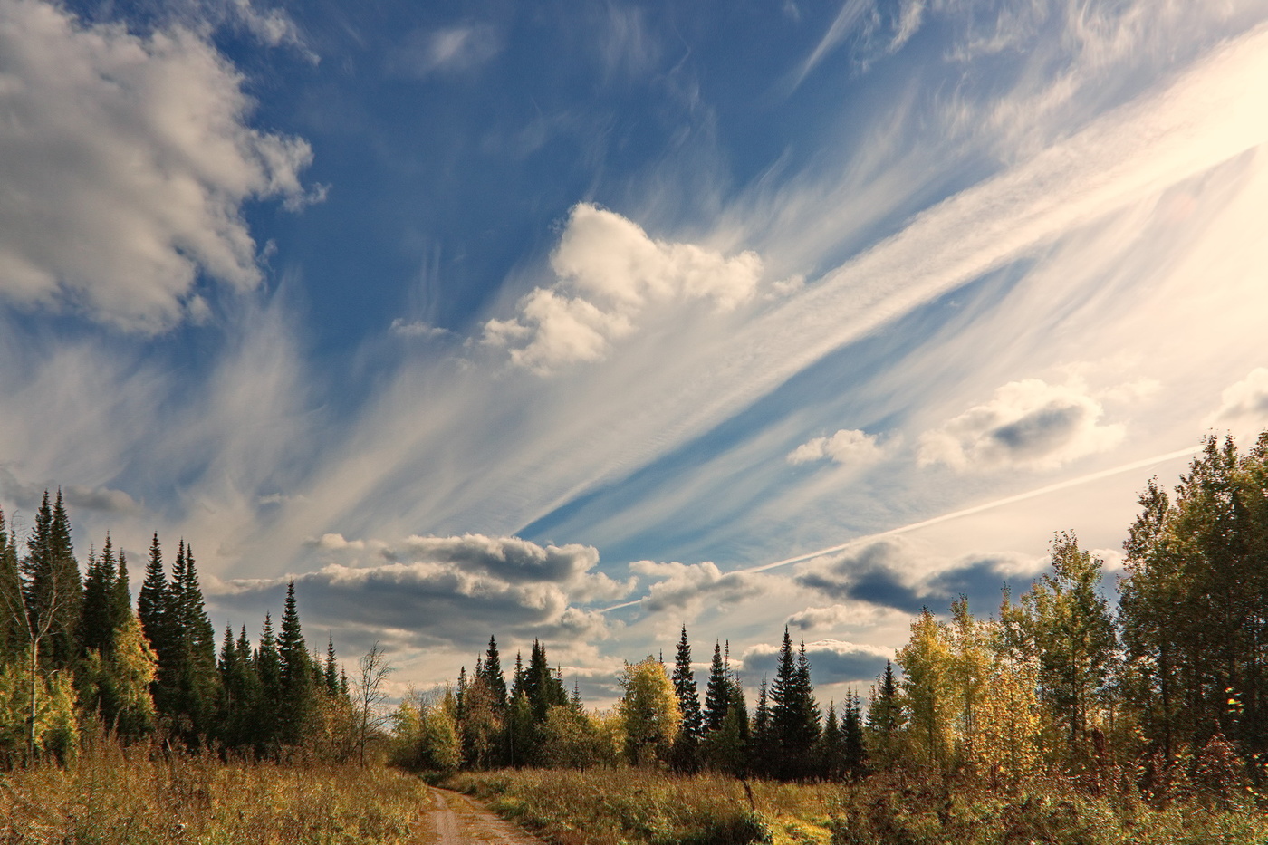 ПО ЛЕСНОЙ ДОРОГЕ