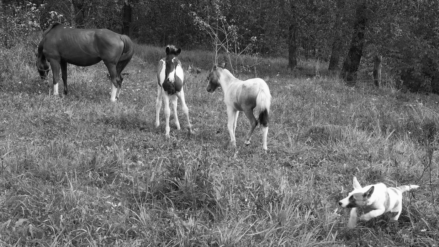 Разведка лаем или держи хвост пистолетом.