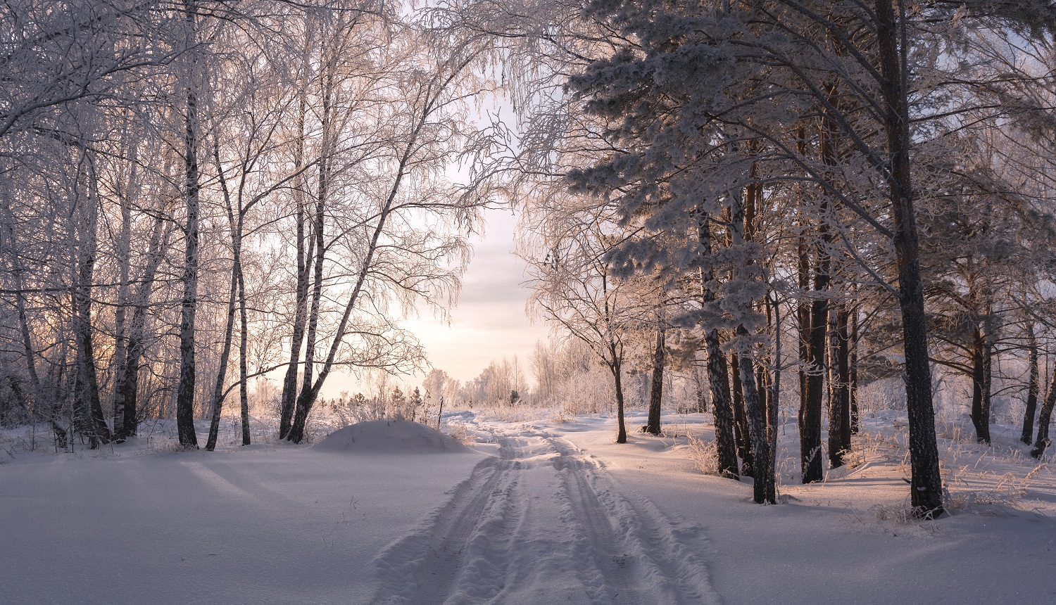 Зимний лес.