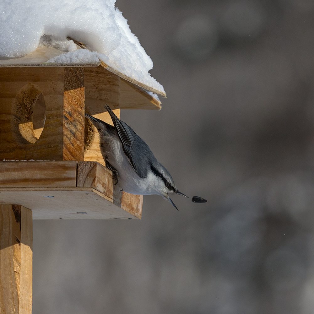 Не щелкай клювиком