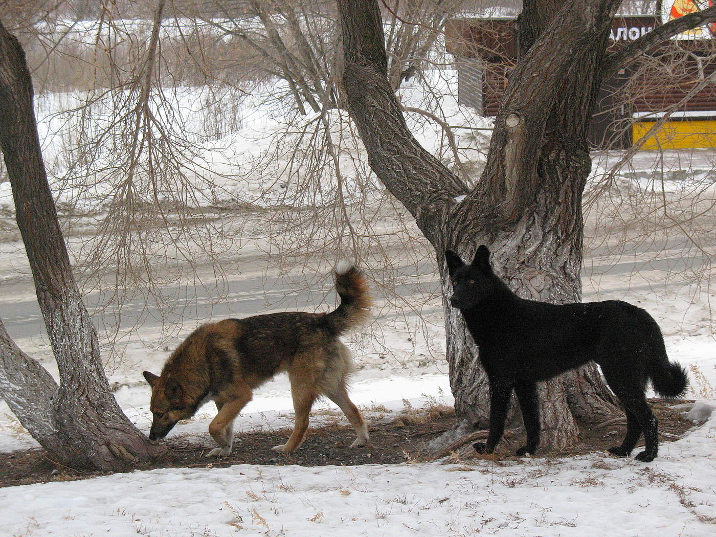 В свободном поиске