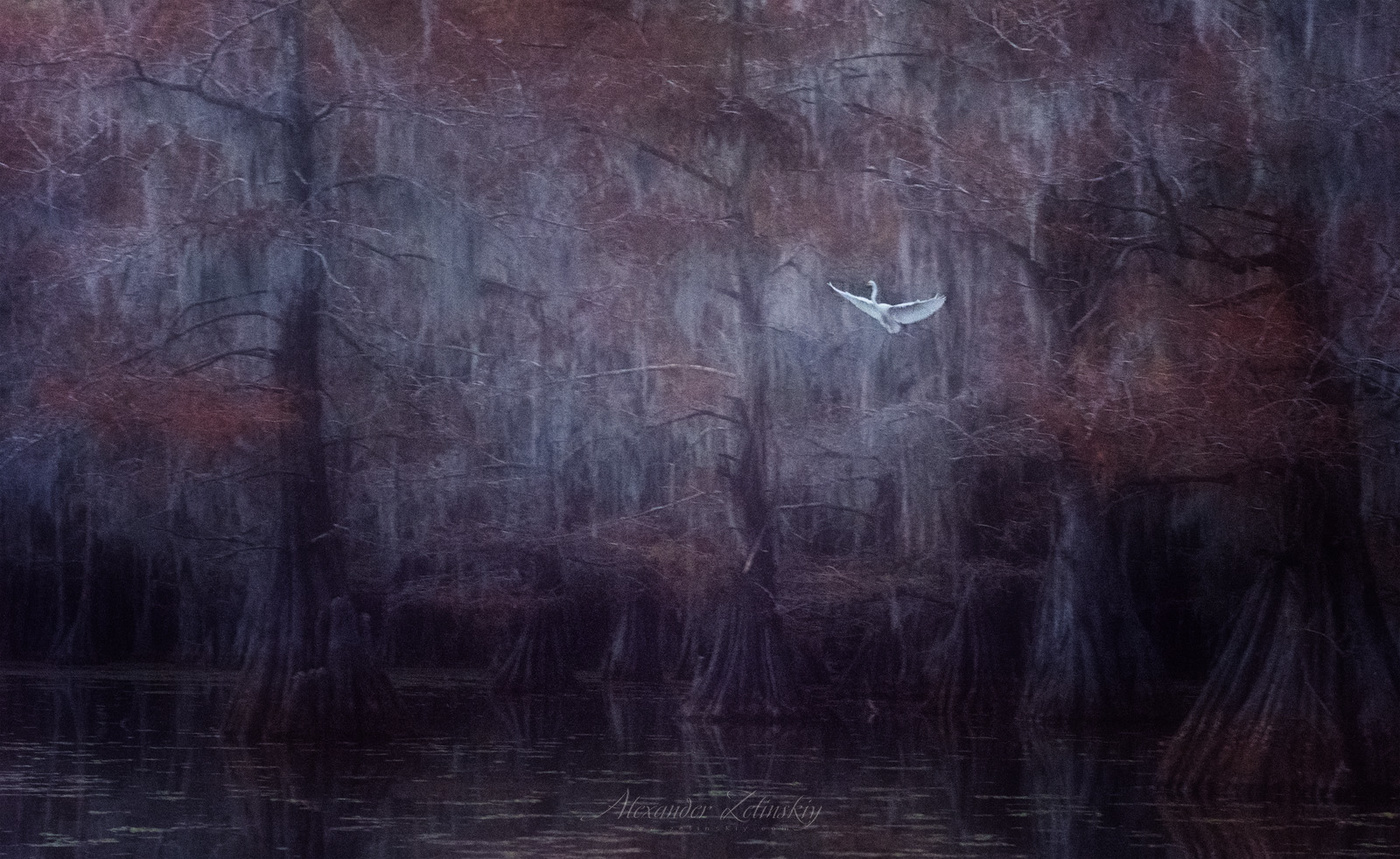 Очарованный лес