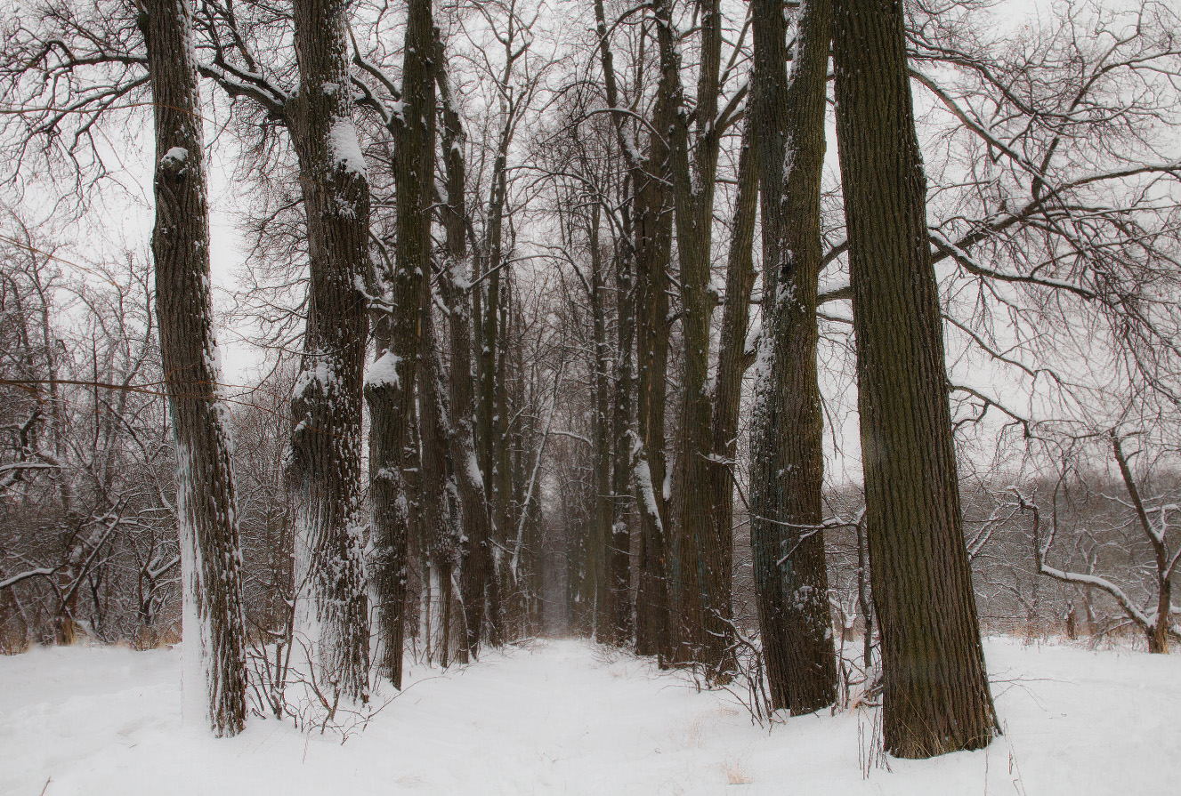 Не первый снег