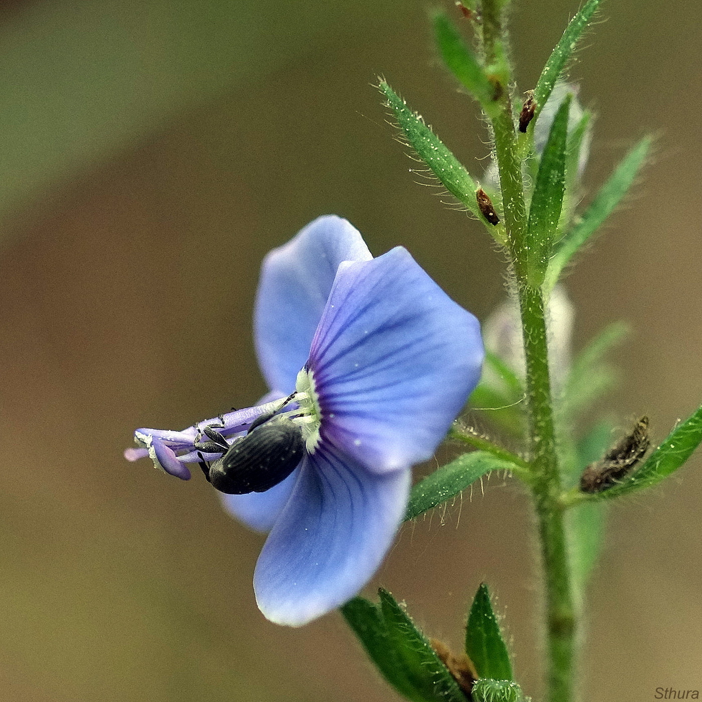 Жук на цветке.