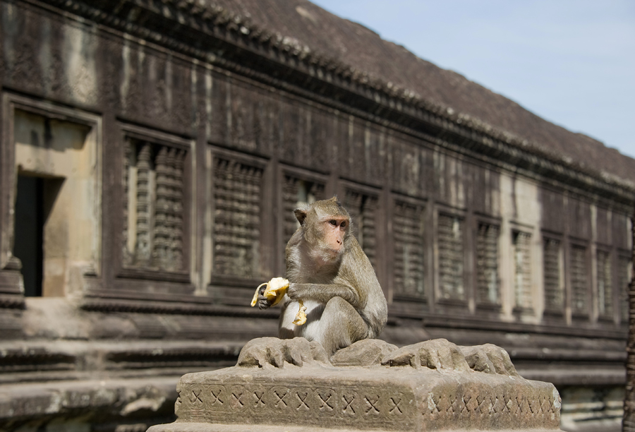 Бандерлоги