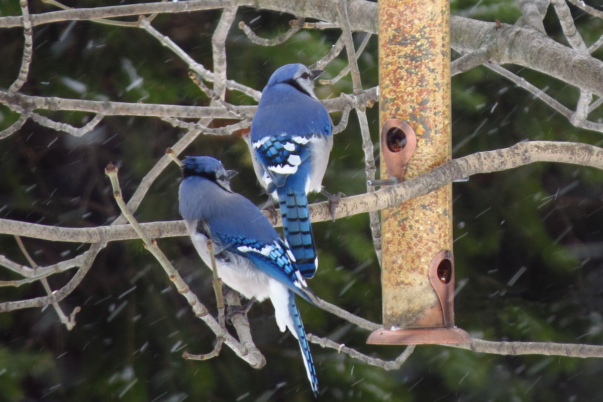 Не первый снег