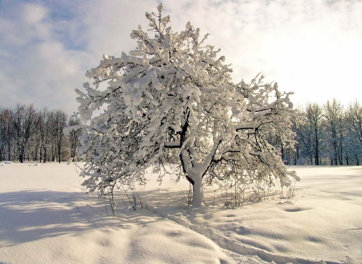 Не первый снег