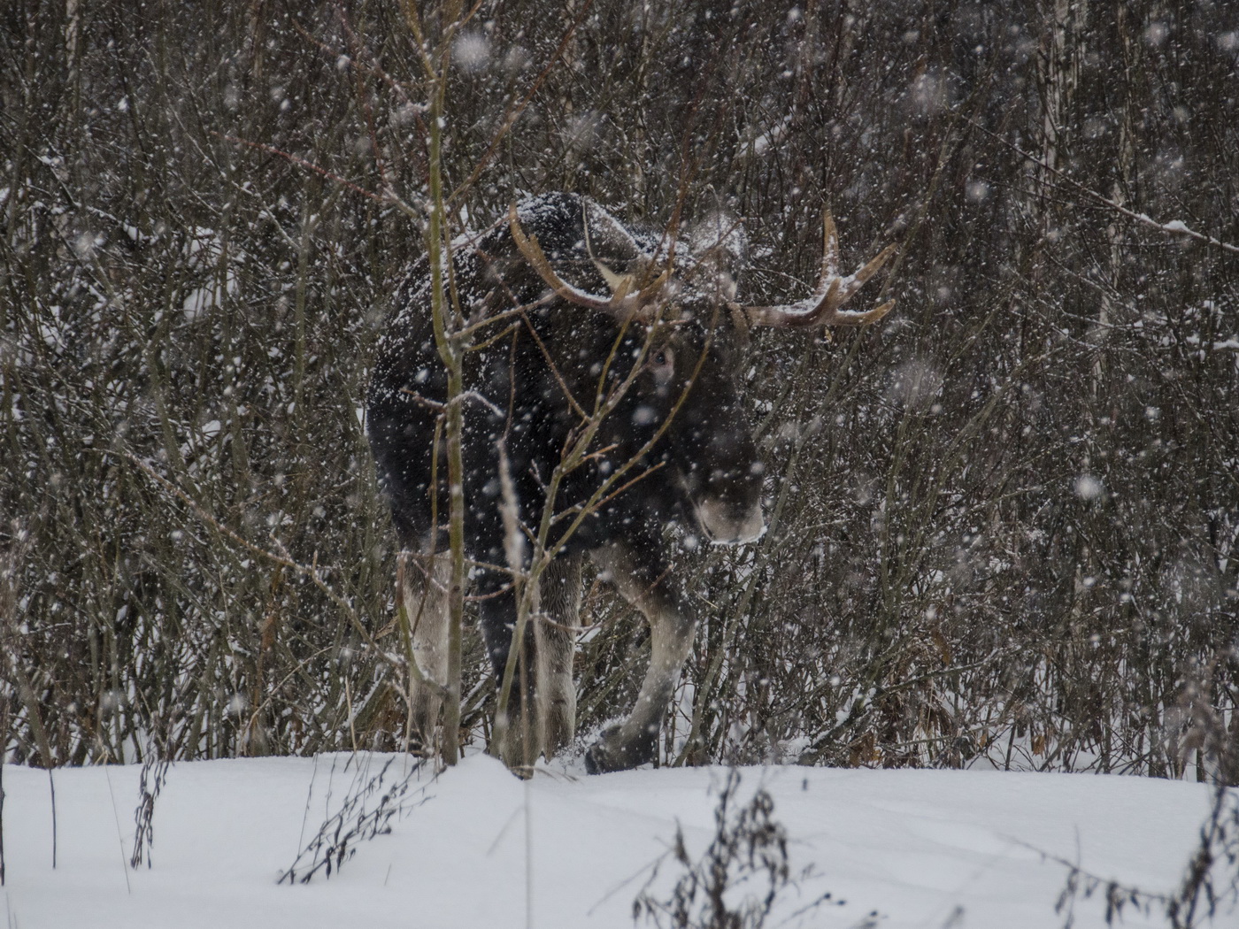 Не первый снег