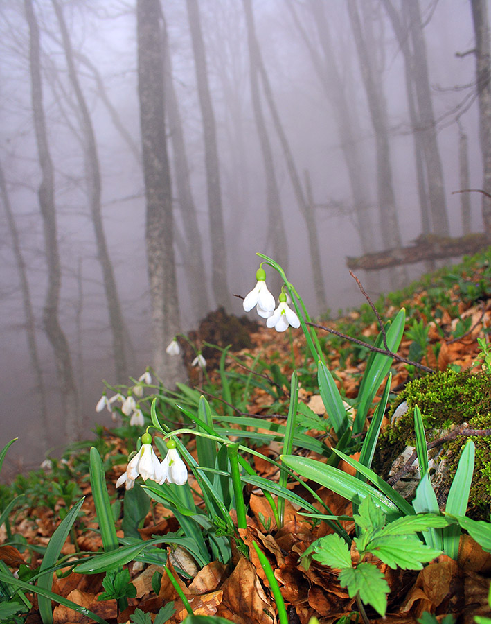 Подснежник складчатый