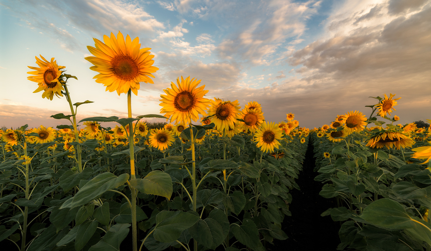 Вместе встретить солнце