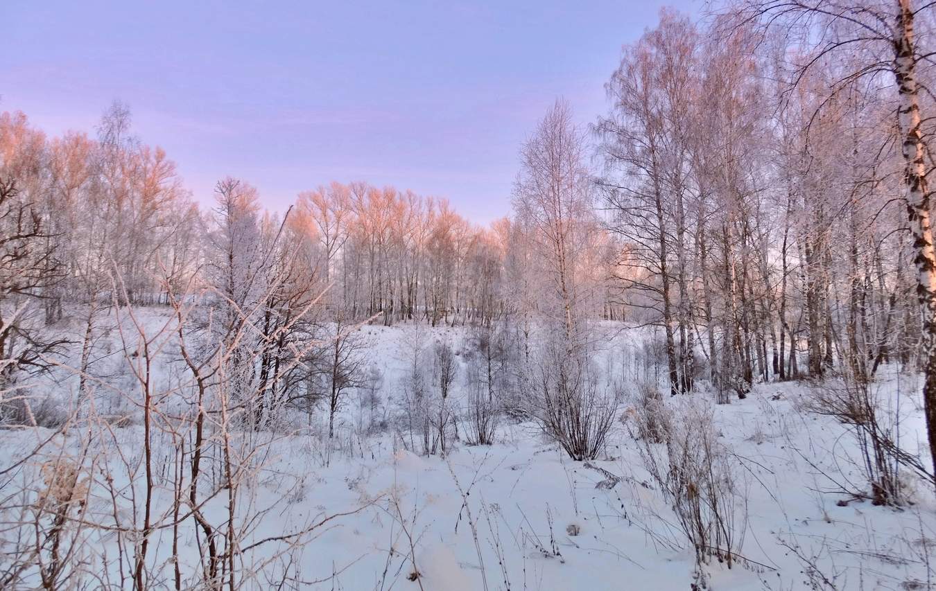 В морозный вечер в берёзовой роще