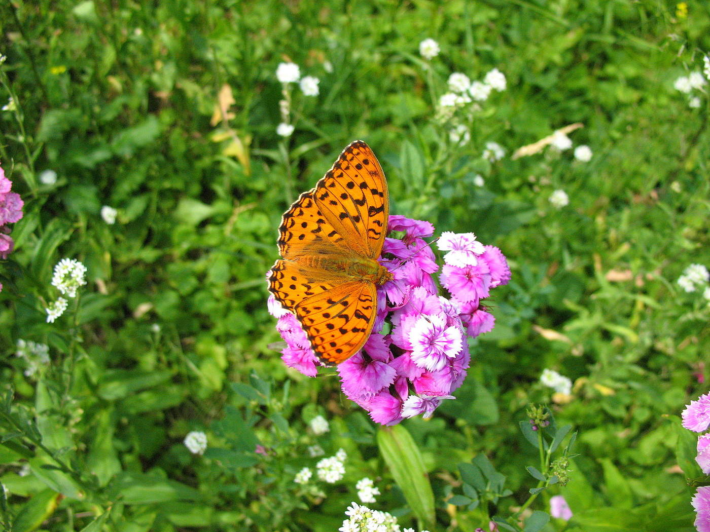 Перламутровка.