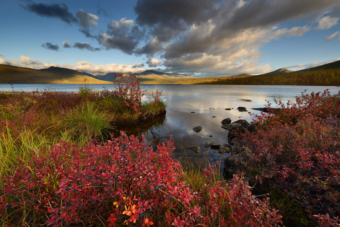 Голубичные края...