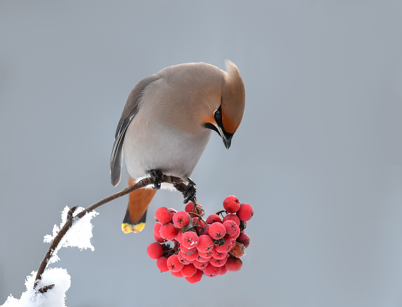 Свиристель