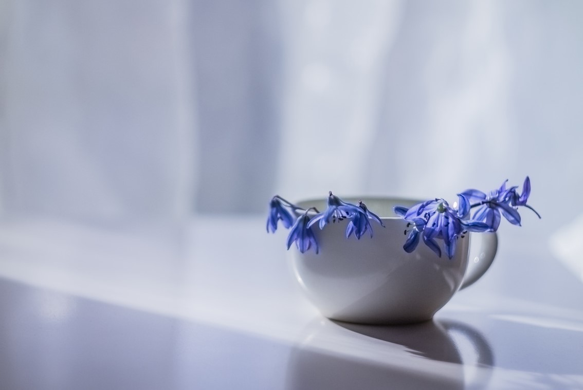 синие цветы