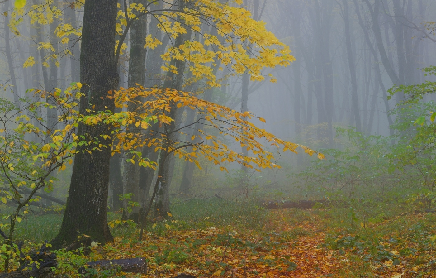 Осеннее утро