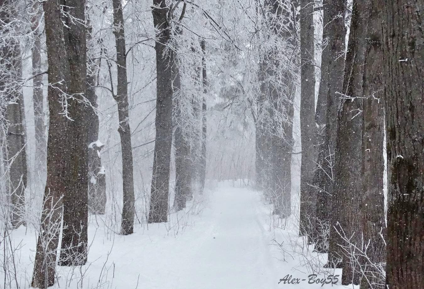 В парке метёт
