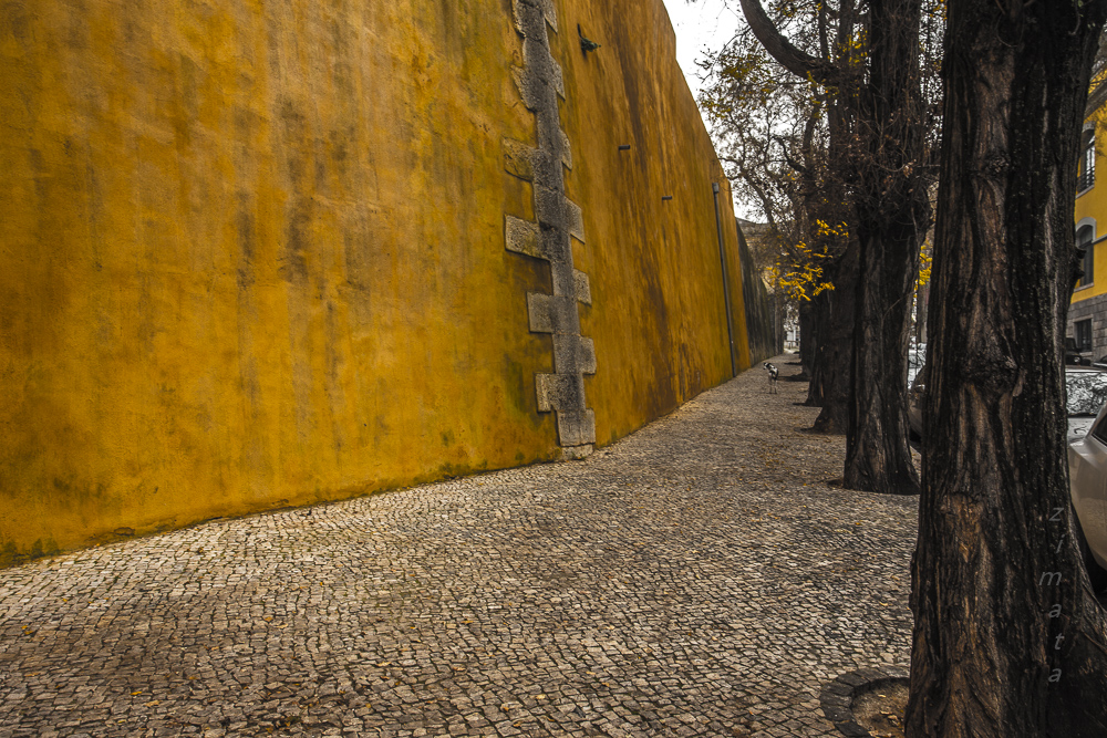 собака у желтой стены