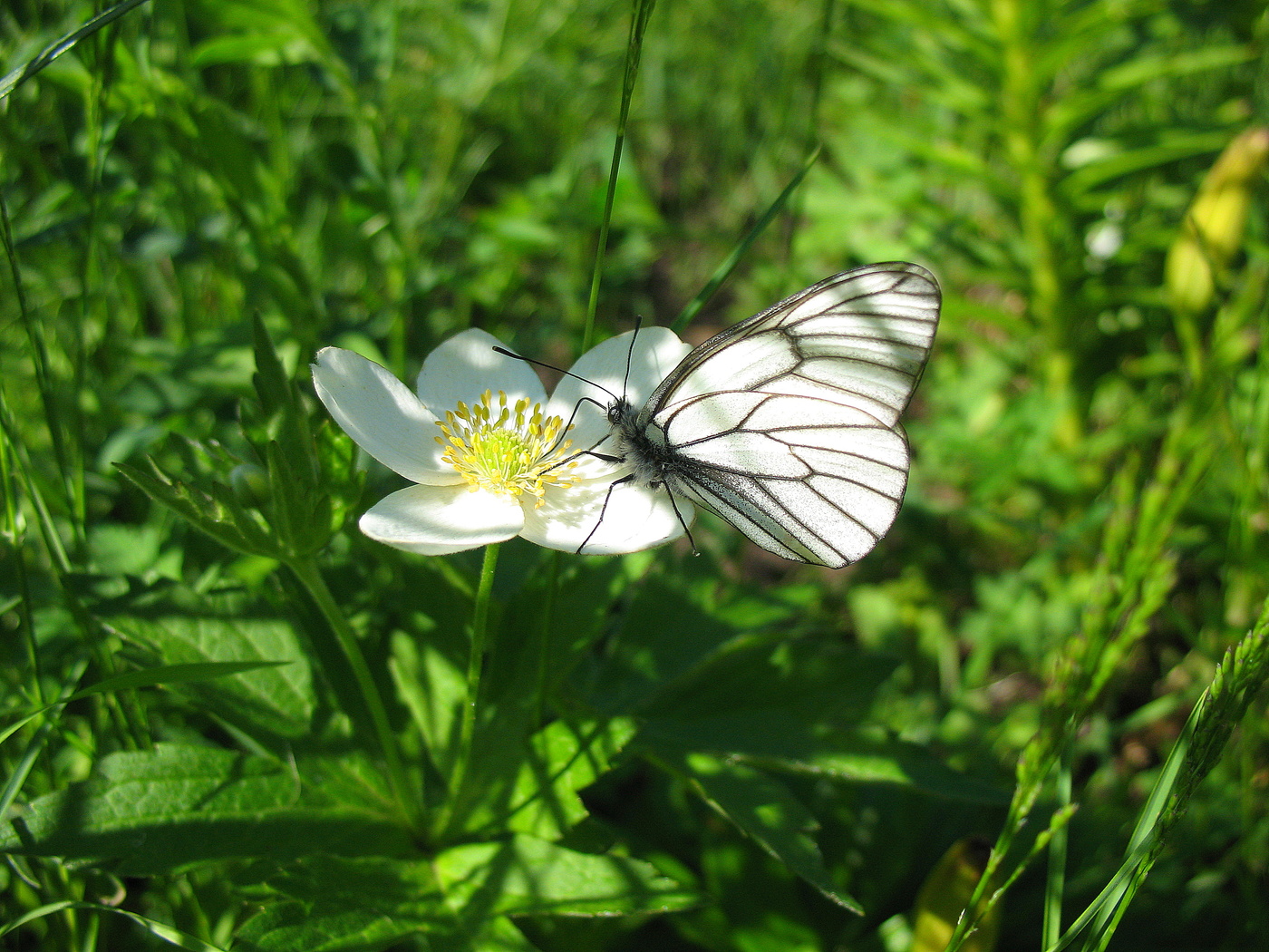 Анемона и бабочка