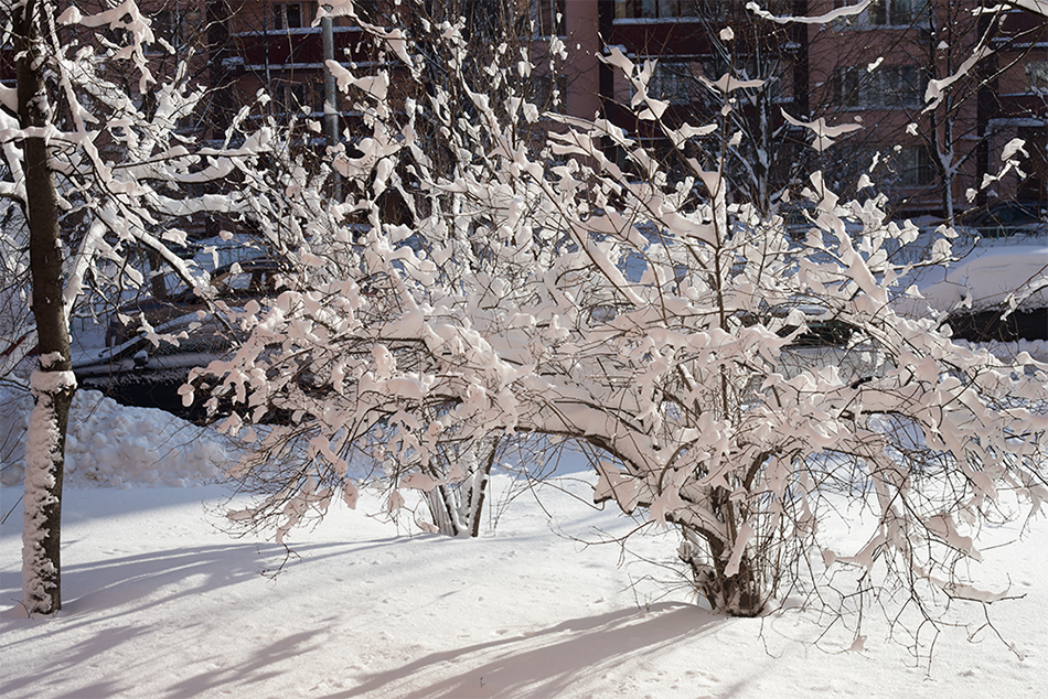 Февральское солнце