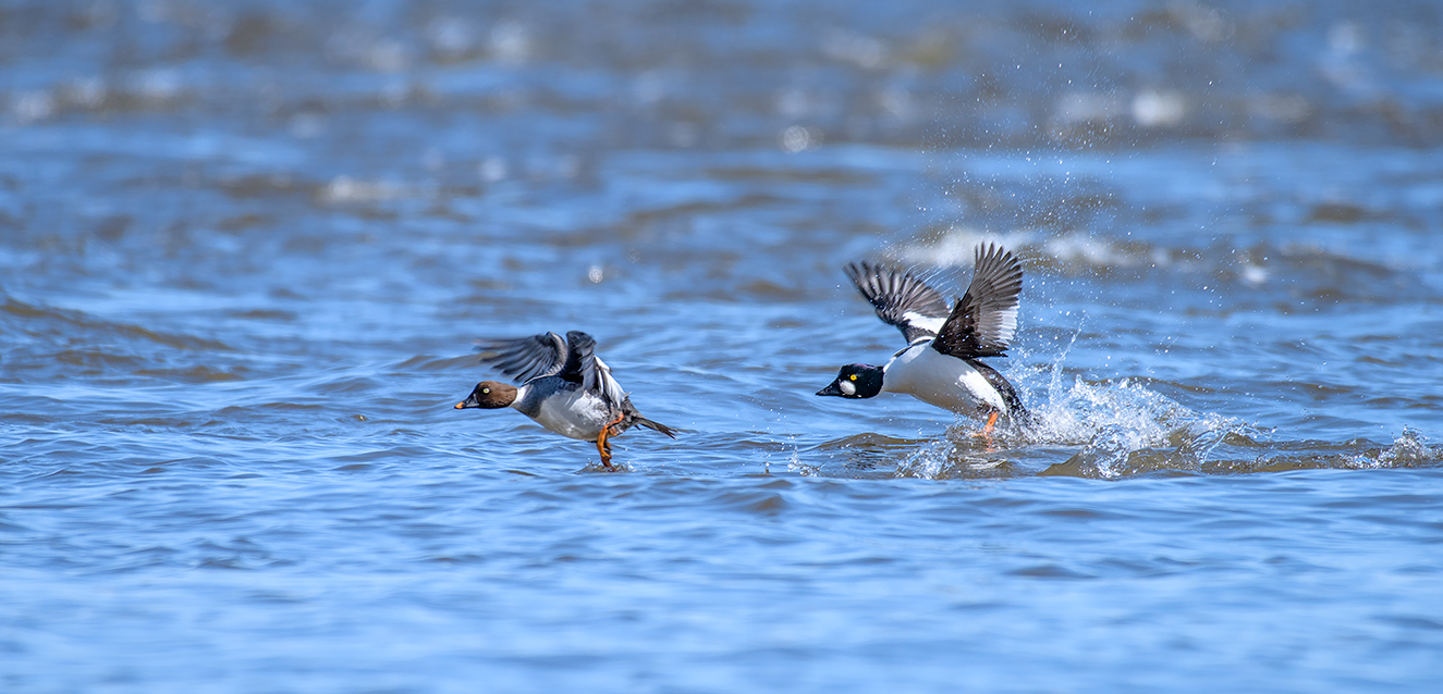 Common goldeneye