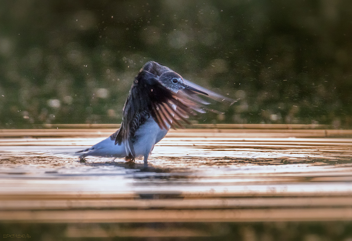 Давайте же мыться, купаться!