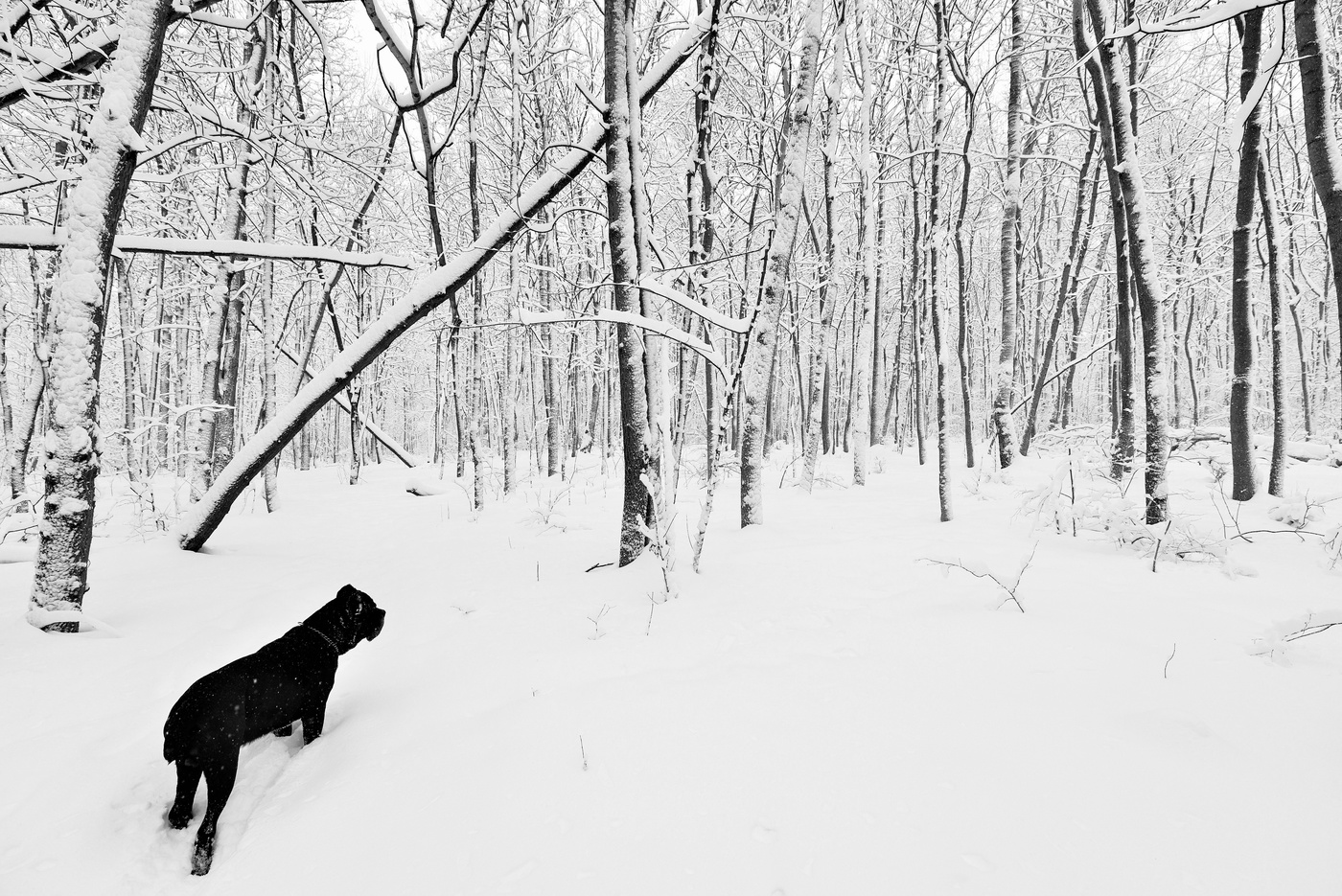 "Ох, и намело за ночь ..."