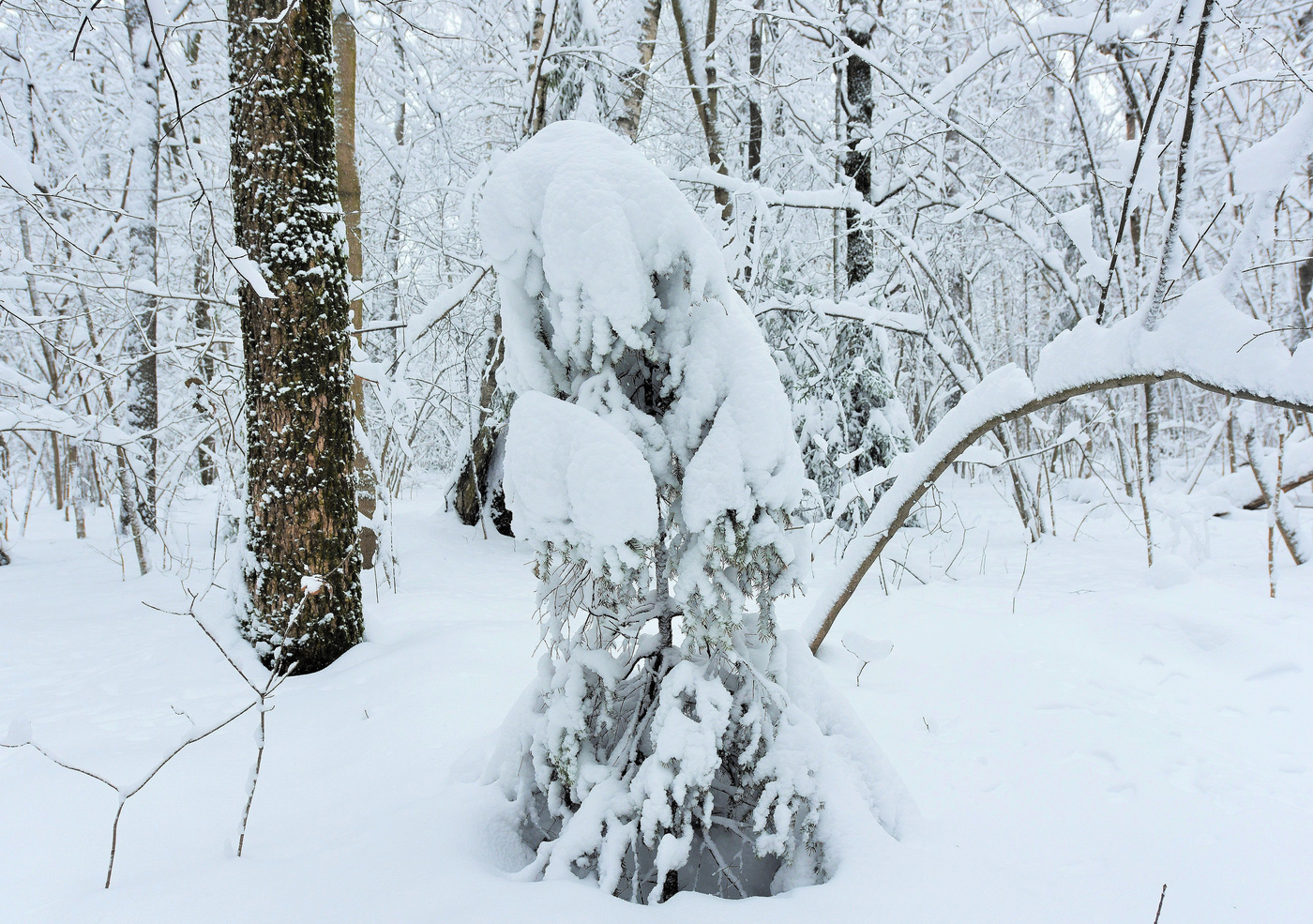 "В лесу родилась елочка ..."